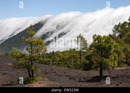 Kanarische Kiefer (Pinus Canariensis) in den Parque Natural de Cumbre Vieja, ein Wasserfall von Wolken über dem Cumbre Nueva hinter Stockfoto