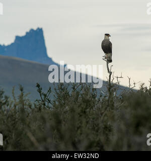 Condor hocken auf Baum, Torres del Paine Nationalpark, Patagonien, Chile Stockfoto