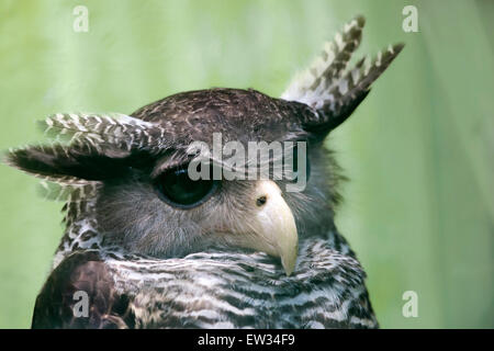 Riesige Uhu, Verrauxs Uhus (Bubo Lacteus) Stockfoto