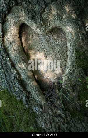 Liebe herzförmige Knoten im Baum Stockfoto