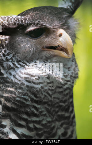 Riesige Uhu, Verrauxs Uhus (Bubo Lacteus) Stockfoto