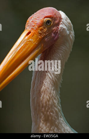 Malte Stork, Tamil Nadu, Indien / (Ibis Leucocephalus, Mycteria Leucocephala) Stockfoto