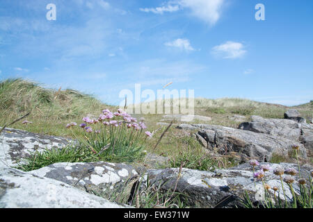 Seaside Heide mit rosa Sparsamkeit Blumen, Armeria Maritima in Falkenberg, Schweden. Stockfoto