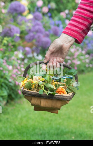 Gärtner, die Durchführung einer hölzernen Trug mit Gartenschere in einem Garten voller deadheaded Rosen Stockfoto