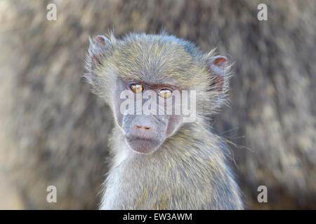 Olive Baboon (Papio Anubis) juvenile Porträt, Blick in die Kamera, Lake Manyara National Park, Tansania Stockfoto