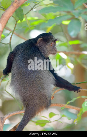 Blue Monkey (grüne Mitis) im Baum, von hinten gesehen im Rückblick, Lake Manyara National Park, Tansania Stockfoto