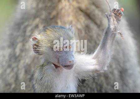 Olive Baboon (Papio Anubis) juvenile Porträt, spielen mit Zweig, Lake Manyara National Park, Tansania Stockfoto