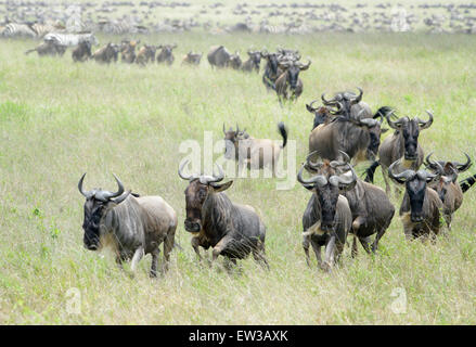 Blaue Herde Gnus (Connochaetes Taurinus), läuft auf Kamera in Savanne, Serengeti Nationalpark, Tansania. Stockfoto