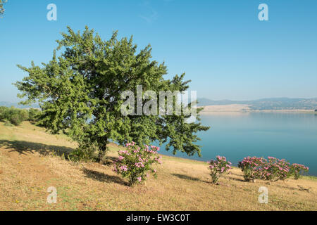Korkeichen, punktieren die Landschaft in Andalusien, Spanien Stockfoto