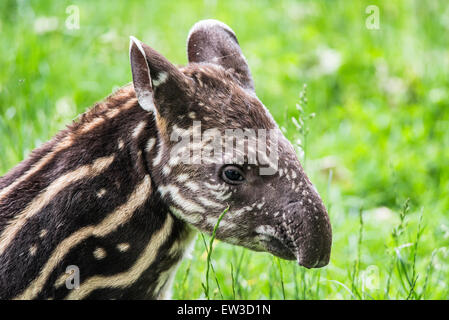 Neun Tage alten Baby von vom Aussterben bedrohten südamerikanischen Tapir (Tapirus Terrestris), auch als brasilianische Tapir oder Flachland tapir Stockfoto