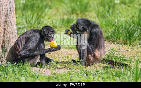 Zwei Geoffroy-Klammeraffen (Ateles Geoffroyi), auch bekannt als schwarz-handed Klammeraffe genießen Sie eine Mahlzeit Stockfoto