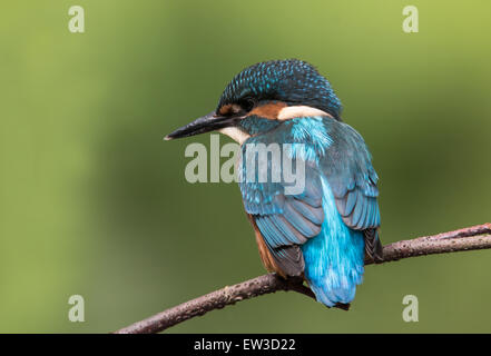 Eisvogel auf AST thront Stockfoto