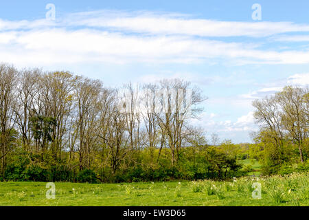 Blick vom Clandon Park in West Clandon, Guildford, Surrey, South East England im Vereinigten Königreich den Toren Landschaft. Stockfoto