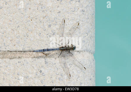 Männliche gekielt Skimmer, am Rand des Pools, Orthetrum Coerulescens, Andalusien, Südspanien. Stockfoto