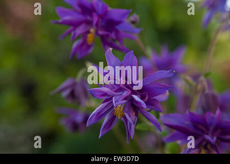 Lila Blüten von Aquilegia in einem Garten. Stockfoto