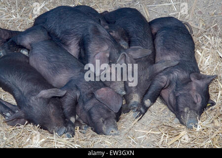 Junge schwarze Schweine schlafen im Stroh Stockfoto