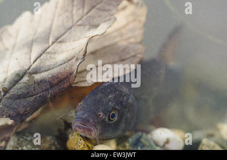 Schleie (Tinca Tinca) unreif, im Tank, Nottingham, Nottinghamshire, England, Februar Stockfoto