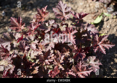 Heuchera Blume in einem Garten Stauden mehrjährige Pflanze Stockfoto