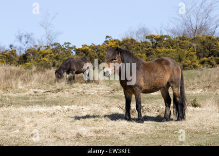 Exmoor Pony, Erwachsener Hengst, Exmoor Nationalpark, Somerset, England Stockfoto