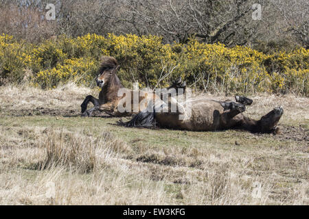 Exmoor Ponys Rollen am Boden, Exmoor Nationalpark, Somerset, England Stockfoto