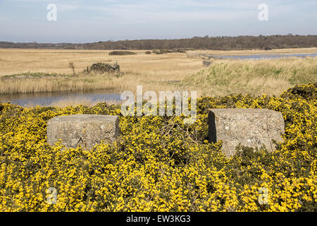 Auf der Suche Westen über den südlichen Teil der RSPB Minsmere in Richtung Insel bloße und Rohrdommel verbirgt. Im Frühjahr blühenden Ginster über Weltkrieg zwei konkrete Invasion Blöcke. Stockfoto