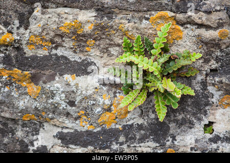 Rustyback Farn Asplenium Ceterach auf eine Wand mit gelben Flechten wachsen Stockfoto