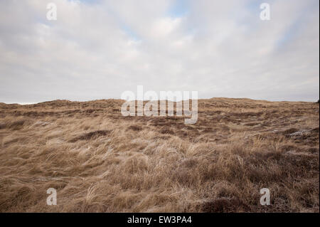 Düne Landschaft Dänemark Stockfoto