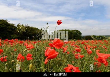 Brighton, UK. 17. Juni 2015. Mohnblumen wehen sanft im Sommerwind in einem Feld auf der Falmer Straße nördlich von Brighton in Sussex Credit: Simon Dack/Alamy Live News Stockfoto