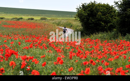 Brighton, UK. 17. Juni 2015. Ein Radfahrer geht durch ein Meer von roten Mohnblumen in voller Blüte in einem Feld auf der Falmer Straße nördlich von Brighton in Sussex Stockfoto