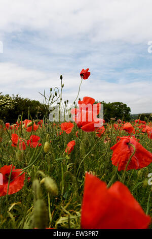 Brighton, UK. 17. Juni 2015. Mohnblumen wehen sanft im Sommerwind in einem Feld auf der Falmer Straße nördlich von Brighton in Sussex Credit: Simon Dack/Alamy Live News Stockfoto