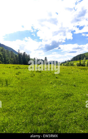Alm, Maumau-Wiese, Losenheim, Schneeberg, Niederösterreich, Österreich Stockfoto