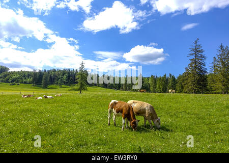 Kühe am Alping Weide, Maumau-Wiese, Losenheim, Niederösterreich, Österreich Stockfoto