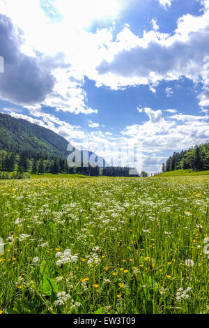 Alm, Maumau-Wiese, Losenheim, Schneeberg, Niederösterreich, Österreich Stockfoto