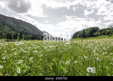 Alm, Maumau-Wiese, Losenheim, Schneeberg, Niederösterreich, Österreich Stockfoto