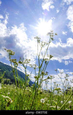 Alm, Maumau-Wiese, Losenheim, Schneeberg, Niederösterreich, Österreich Stockfoto