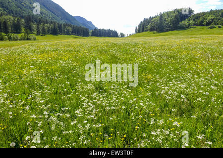 Alm, Maumau-Wiese, Losenheim, Schneeberg, Niederösterreich, Österreich Stockfoto