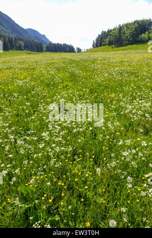Alm, Maumau-Wiese, Losenheim, Schneeberg, Niederösterreich, Österreich Stockfoto