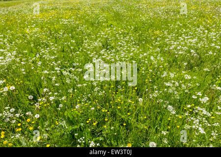 Alm, Maumau-Wiese, Losenheim, Schneeberg, Niederösterreich, Österreich Stockfoto