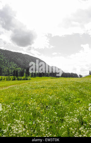 Alm, Maumau-Wiese, Losenheim, Schneeberg, Niederösterreich, Österreich Stockfoto