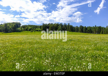 Alm, Maumau-Wiese, Losenheim, Schneeberg, Niederösterreich, Österreich Stockfoto