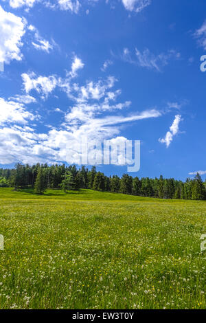 Alm, Maumau-Wiese, Losenheim, Schneeberg, Niederösterreich, Österreich Stockfoto
