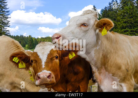 Kühe am Alping Weide, Maumau-Wiese, Losenheim, Niederösterreich, Österreich Stockfoto