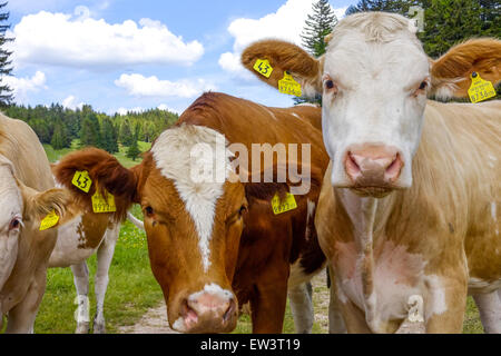 Kühe am Alping Weide, Maumau-Wiese, Losenheim, Niederösterreich, Österreich Stockfoto