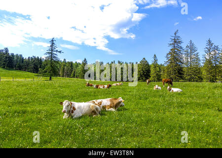 Kühe am Alping Weide, Maumau-Wiese, Losenheim, Niederösterreich, Österreich Stockfoto