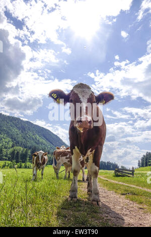 Kühe am Alping Weide, Maumau-Wiese, Losenheim, Niederösterreich, Österreich Stockfoto