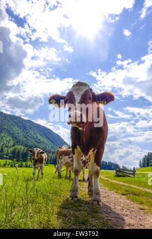 Kühe am Alping Weide, Maumau-Wiese, Losenheim, Niederösterreich, Österreich Stockfoto