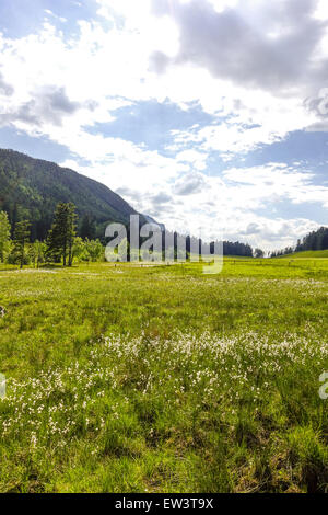 Alm, Maumau-Wiese, Losenheim, Schneeberg, Niederösterreich, Österreich Stockfoto