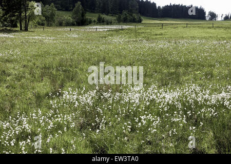 Alm, Maumau-Wiese, Losenheim, Schneeberg, Niederösterreich, Österreich Stockfoto