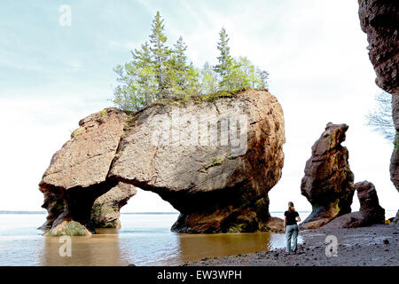 Bay Of Fundy, New Brunswick, Kanada Hopewell Rocks Strand bei Ebbe mit Touristen Strand zu Fuß. Stockfoto