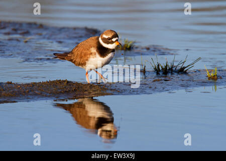 Sandregenpfeifer (Charadrius Hiaticula) auf Nahrungssuche im Feuchtgebiet Stockfoto